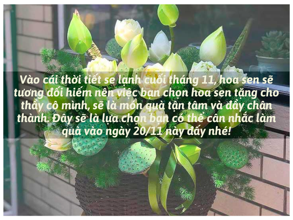 Hoa Sen Trắng