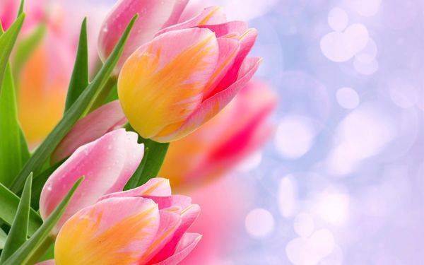 ảnh hoa tulip đẹp 5