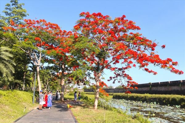 Vẻ đẹp rực rỡ của cây phượng vĩ khi vào hè