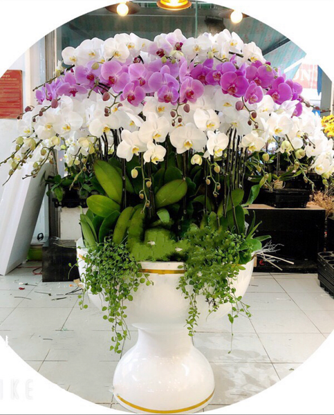 Lan Hồ Điệp: Chậu Hoa Lan Hồ Điệp Thịnh Vượng - LHĐ68