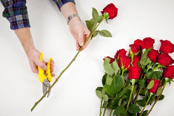 Dùng kềm loại bỏ hết phần bị dấp và lá có dấu hiệu héo úa