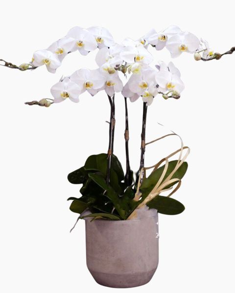 Lan Hồ Điệp: Chậu Hoa Lan Hồ Điệp Spring In Blossom - LHĐ18