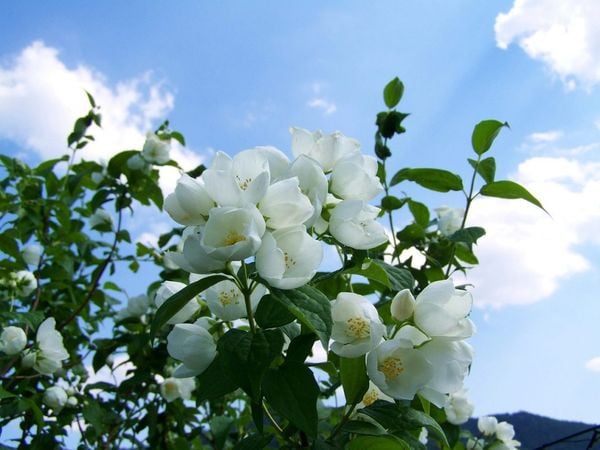Những bông hoa lài e ấp đang chuẩn bị nở.