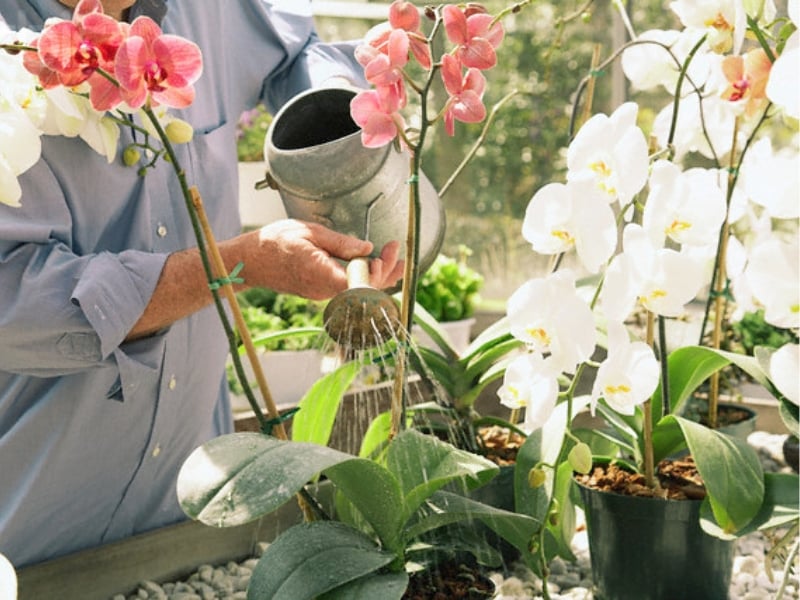 Cách trồng Lan Hồ Điệp sau tết