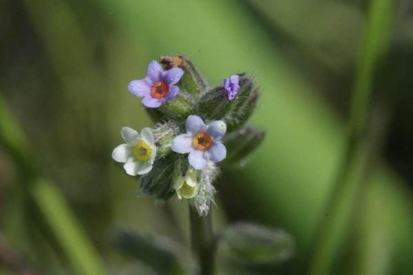 Hoa lưu ly bất định Myosotis discolor