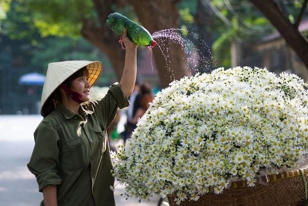 Hoa cúc họa mi tựa như cô gái ngọc ngà trông thật kiêu sa