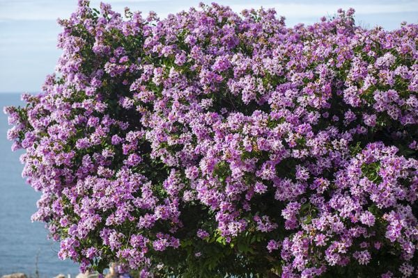 Rừng bằng lăng nở rộ phủ tím cả triền đồi ven biển Ninh Thuận