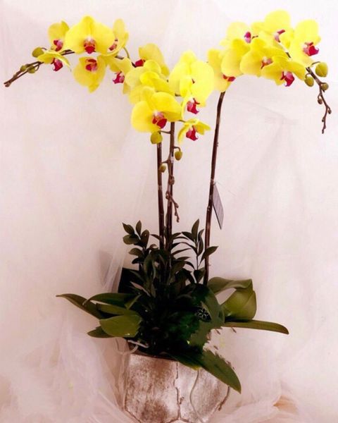  Chậu Hoa Lan Hồ Điệp Vàng Best Of Luck  - LHĐ12 