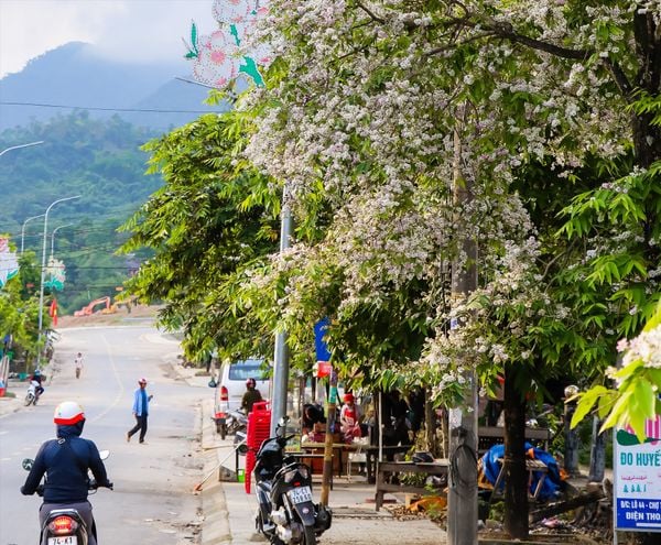Hoa bằng lăng ổi đã đến độ nở rộ trắng xóa vào tháng 4 khiến người dân qua lại phải ngỡ ngàng
