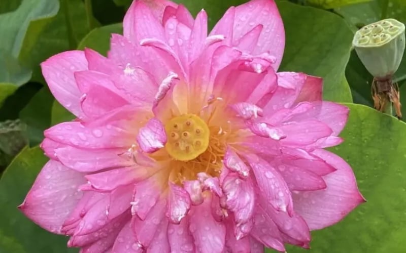 Hình ảnh sen Momo Botan Minima
