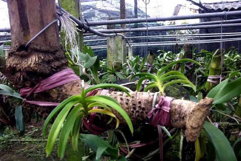 Kỹ thuật ghép lan Đuôi Cáo vào khúc gỗ lũa hoặc thân cây