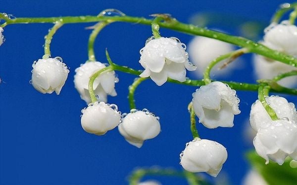 Vẻ đẹp thuần khiết của những bông hoa linh lan trắng còn đọng hơi sương.