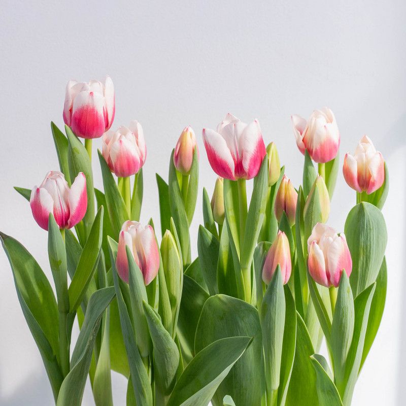 Cách chăm sóc hoa Tulip luôn đẹp và tươi lâu