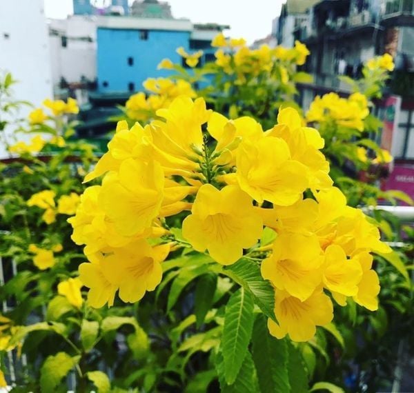 Hoa chuông vàng nở vào khoảng tháng 3 đến tháng 5 vàng tươi, đẹp rực rỡ