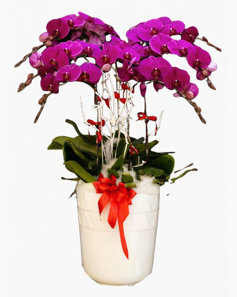 Lan Hồ Điệp: Chậu Hoa Lan Hồ Điệp Peace and Prosperity - LHĐ31