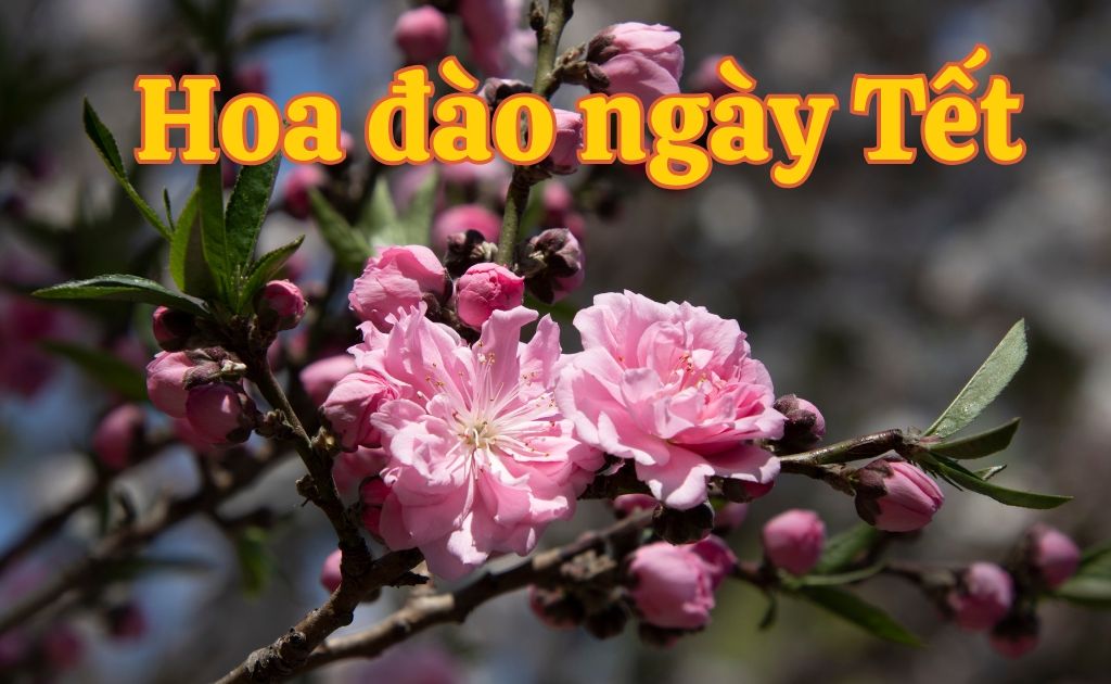 Hoa đào — Prunus persica