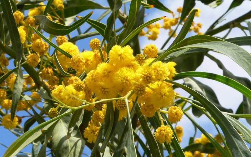 Golden Wattle (Keo vàng) là quốc hoa của nước Úc