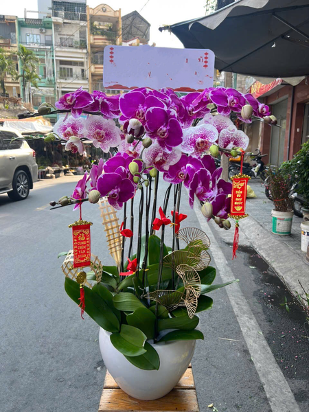  Chậu Hoa Lan Hồ Điệp Đột Biến - LHĐ106 