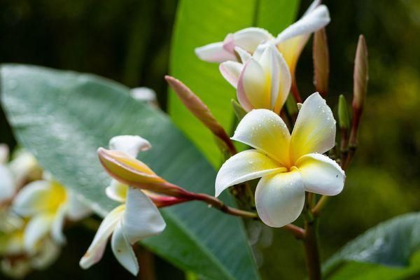Nguồn gốc và đặc điểm cây hoa đại (hoa sứ)