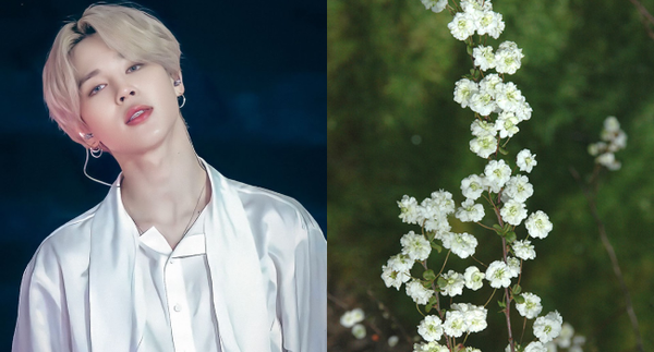 Hoa tháng sinh của Jimin là Spirea Prunifolia - hoa mơ trân châu