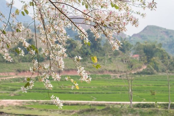 Hoa ban nở gần bản Nà Sự.