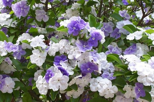 Hoa Nhài Nhật (Brunfeldsia hopeana) ngát hương quanh năm.