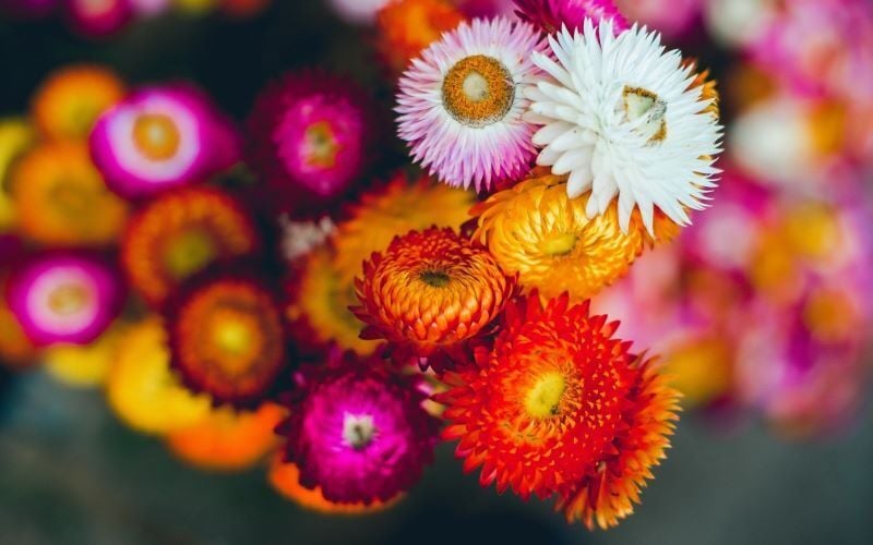 Những đóa hoa tình yêu - gửi gắm tình cảm nồng nàn