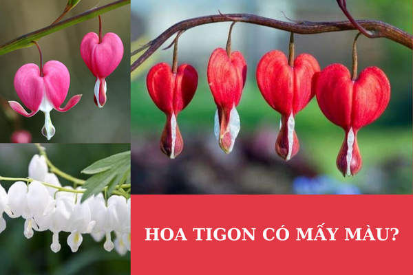 hoa tigon có 3 màu trắng, đỏ, hồng