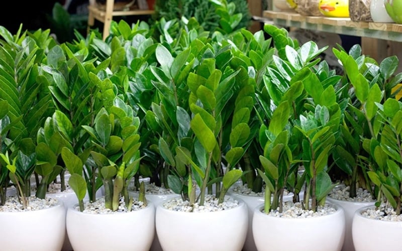 Cây kim tiền được cho là sẽ mang đến nhiều may mắn, tài lộc, sự giàu sang, phú quý