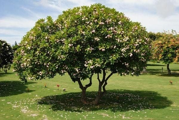 Hình ảnh hoa sứ tạo nên nét nên thơ cho khung cảnh