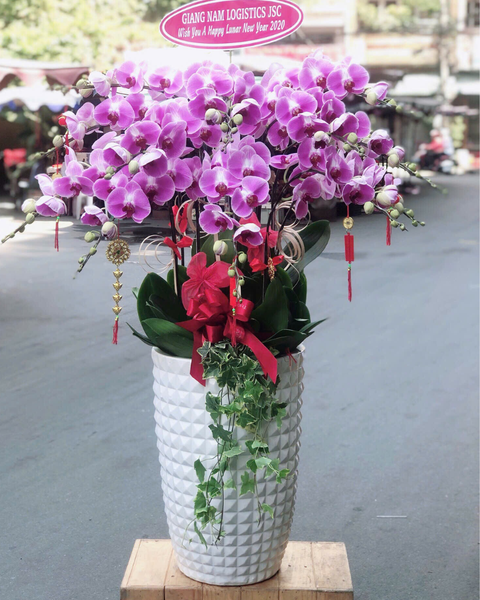 Lan Hồ Điệp: Chậu Lan Hồ Điệp Xuân An - LHĐ163 | Flosa