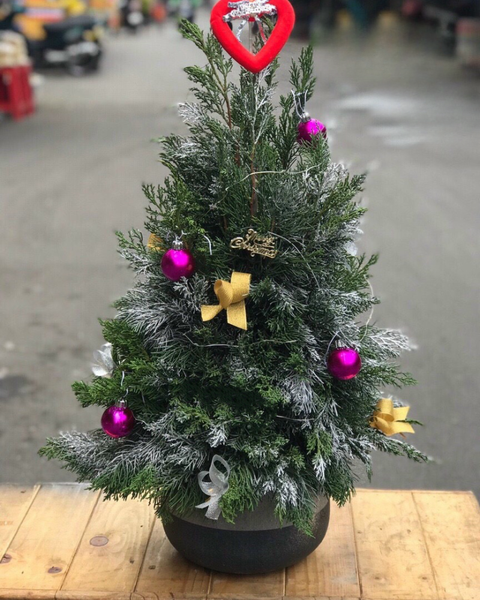 Hoa Giáng Sinh: Cây Thông Noel Balsam - HGS02 - Hoa Noel