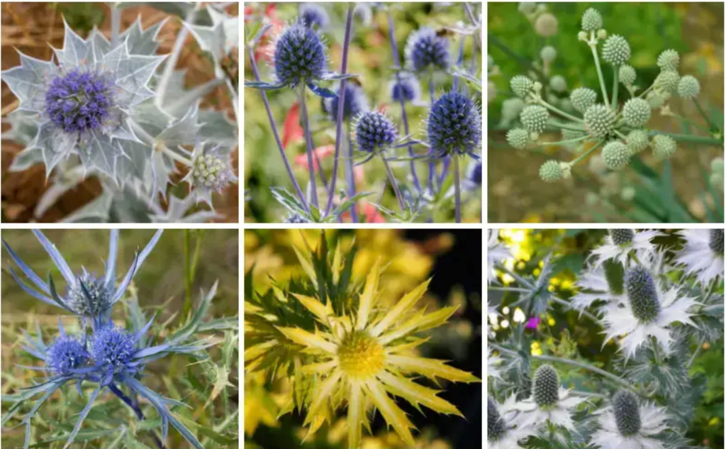 Hoa Nhím Biển (Sea Holly): Hình Ảnh Hoa Nhím Biển Đẹp