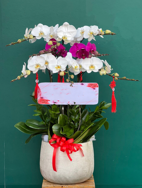 Lan Hồ Điệp: Chậu Hoa Lan Hồ Điệp Mix Màu - LHĐ103