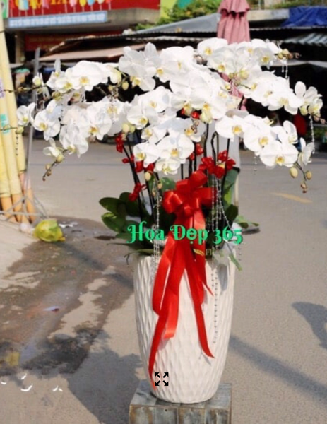 Chậu Lan Hồ Điệp Trắng