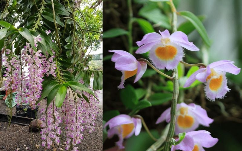 Chậu lan tam bảo sắc đang hoa, giá tham khảo từ 100.000 đến 300.000 đồng