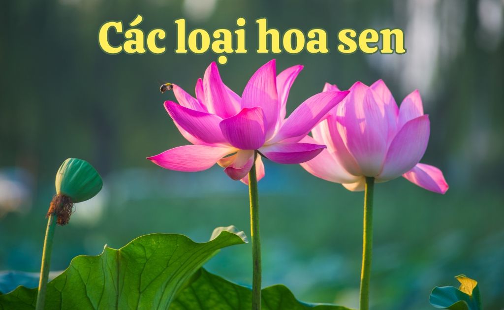 Các loại hoa sen phổ biến và cách trồng, chăm sóc sen năng suất cao