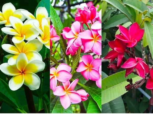 Các màu hoa đại (hoa sứ) phổ biến