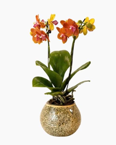 Lan Hồ Điệp: Chậu Lan Hồ Điệp Ánh Dương Phú Quý - LHD240