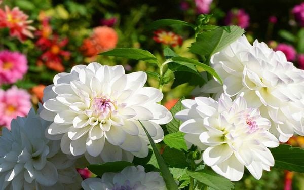 Sự tinh khôi của những đóa hoa thược dược trắng chưa bao giờ khiến chúng ta thất vọng.