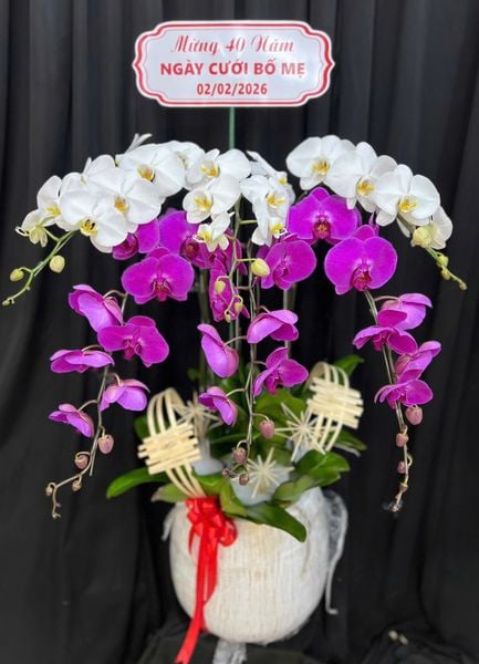 Lan Hồ Điệp: Chậu Lan Hồ Điệp Tinh Anh - LHĐ199