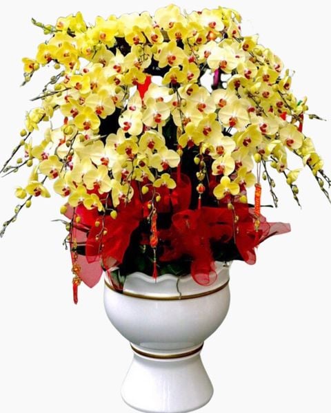 Lan Hồ Điệp: Chậu Hoa Lan Hồ Điệp Vàng Rực Rỡ - LHĐ67