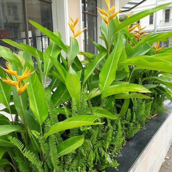 Trồng hoa thiên điểu tại nhà