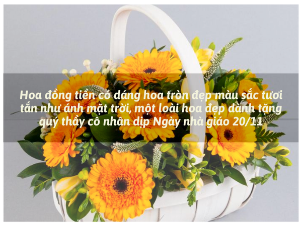 Hoa Đồng Tiền