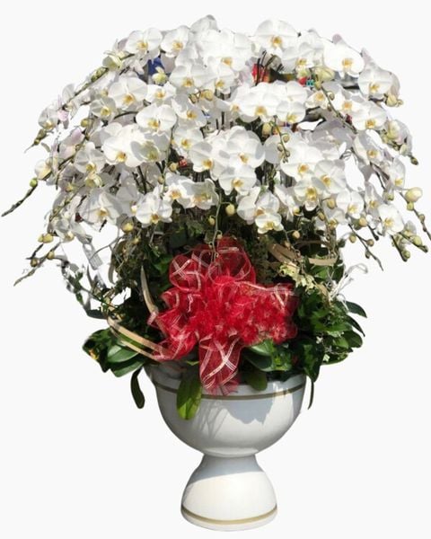 Lan Hồ Điệp: Chậu Hoa Lan Hồ Điệp Xoay Tròn​​​​​​​ - LHĐ72