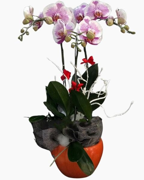 Lan Hồ Điệp: Chậu Hoa Lan Hồ Điệp Đột Biến - LHĐ54