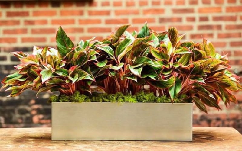 Cây phú quý được tin là sẽ mang lại nhiều may mắn
