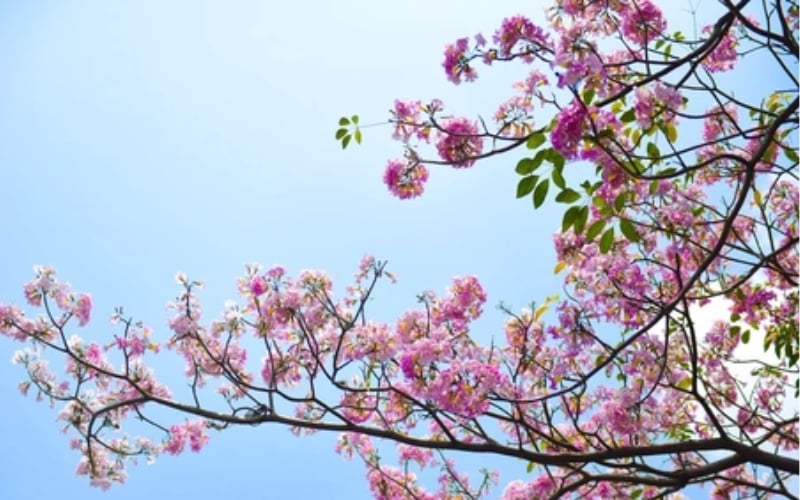 Hoa kèn hồng cũng được trồng rất nhiều tại Thành phố Hồ Chí Minh
