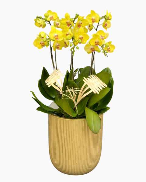  Chậu Lan Hồ Điệp Phát Tài - LHĐ208 