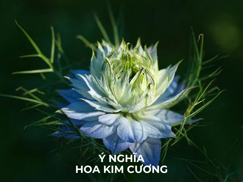 Hoa Kim Cương (Bảo Thạch Ba Tư): Nguồn Gốc và Ý Nghĩa